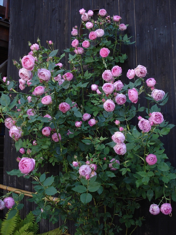 La Reine Victoria / Reine Victoria