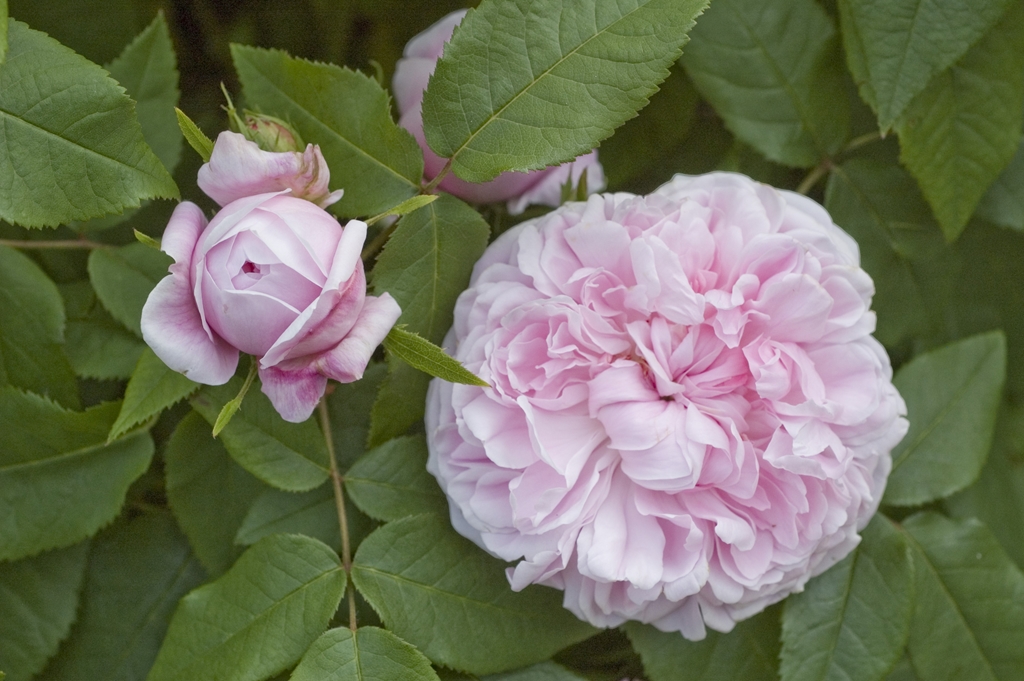 Jacques Cartier