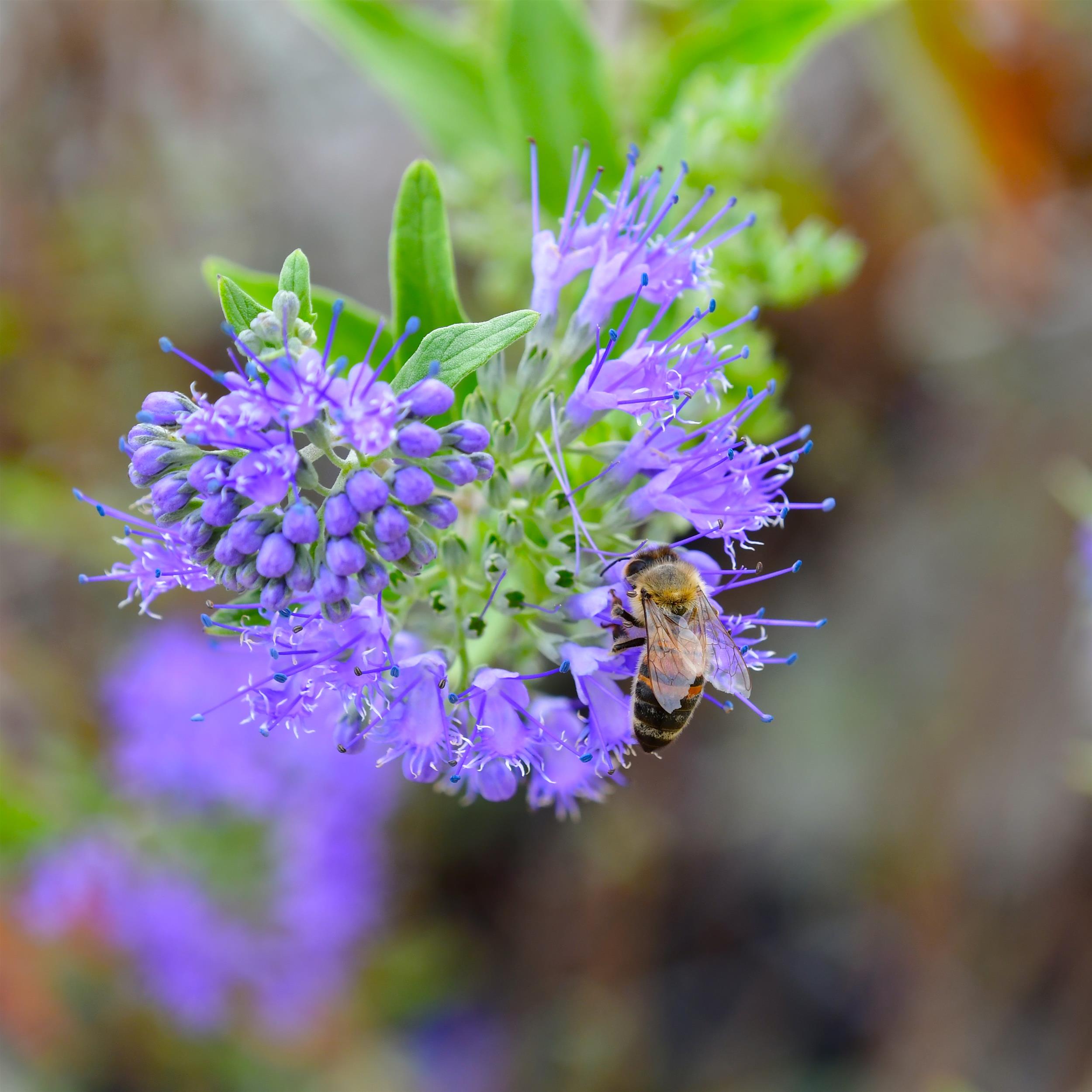 Caryopteris x clandonensis 'Heavenly Blue'