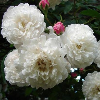 Felicite et Perpetue