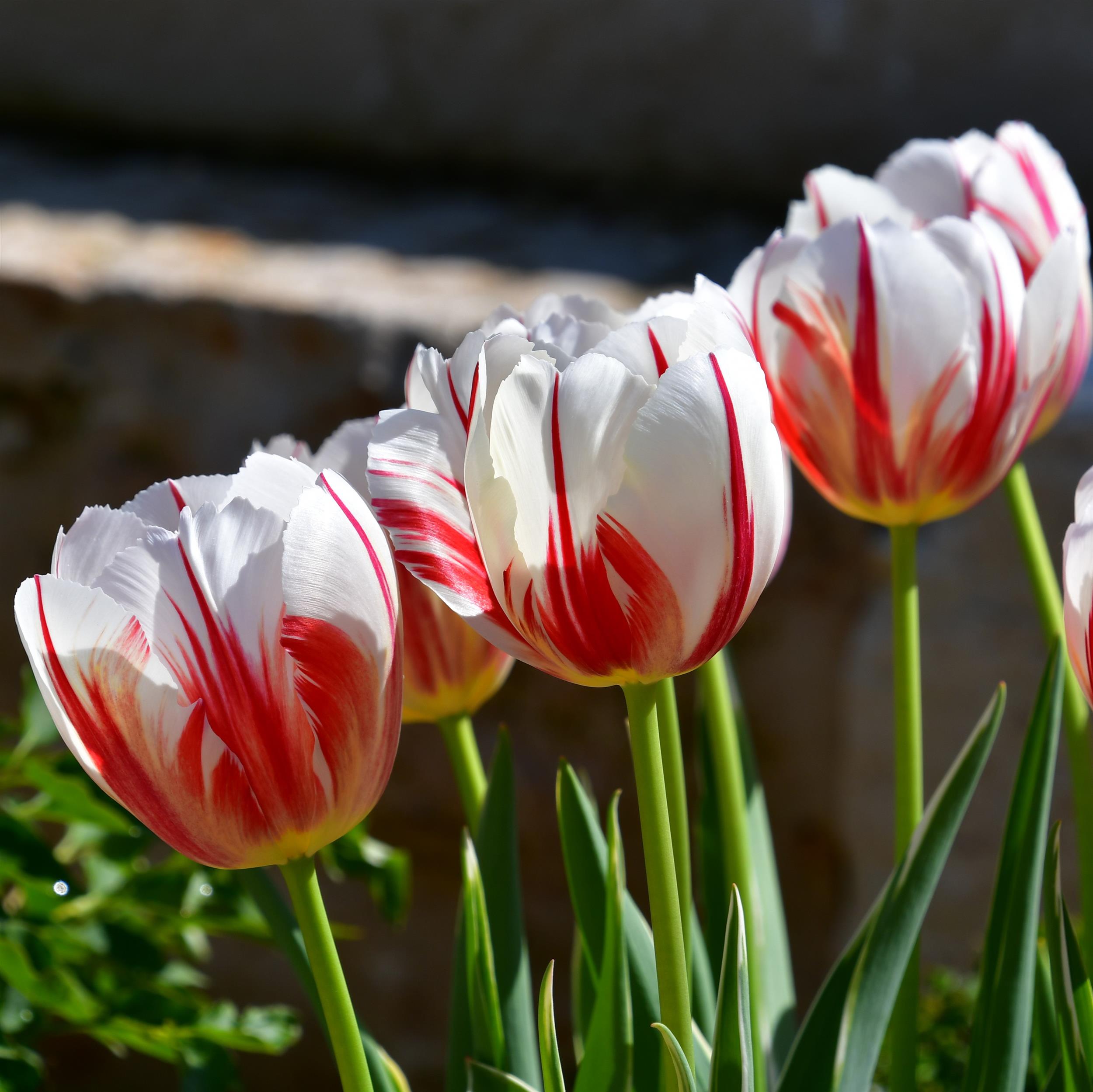 Tulpe Carnaval de Rio 15 Stk.