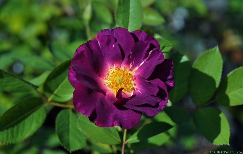 Prinzessin Sibilla von Luxemburg