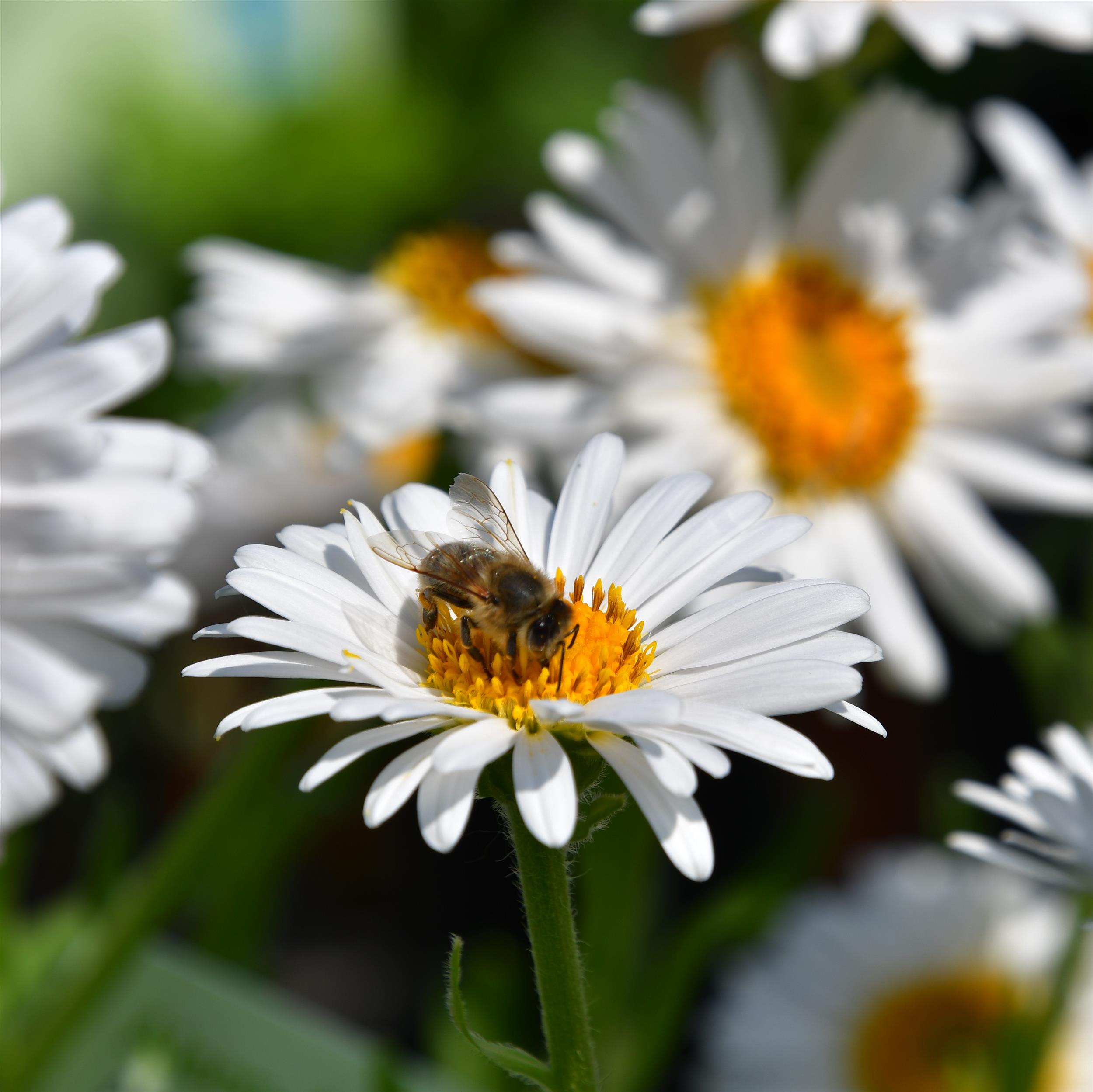 Aster alpinus 'Albus' P1