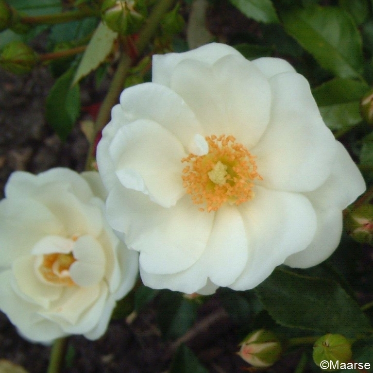 Innocencia - Stammrose 60 cm