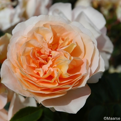 Sangerhäuser Jubiläumsrose