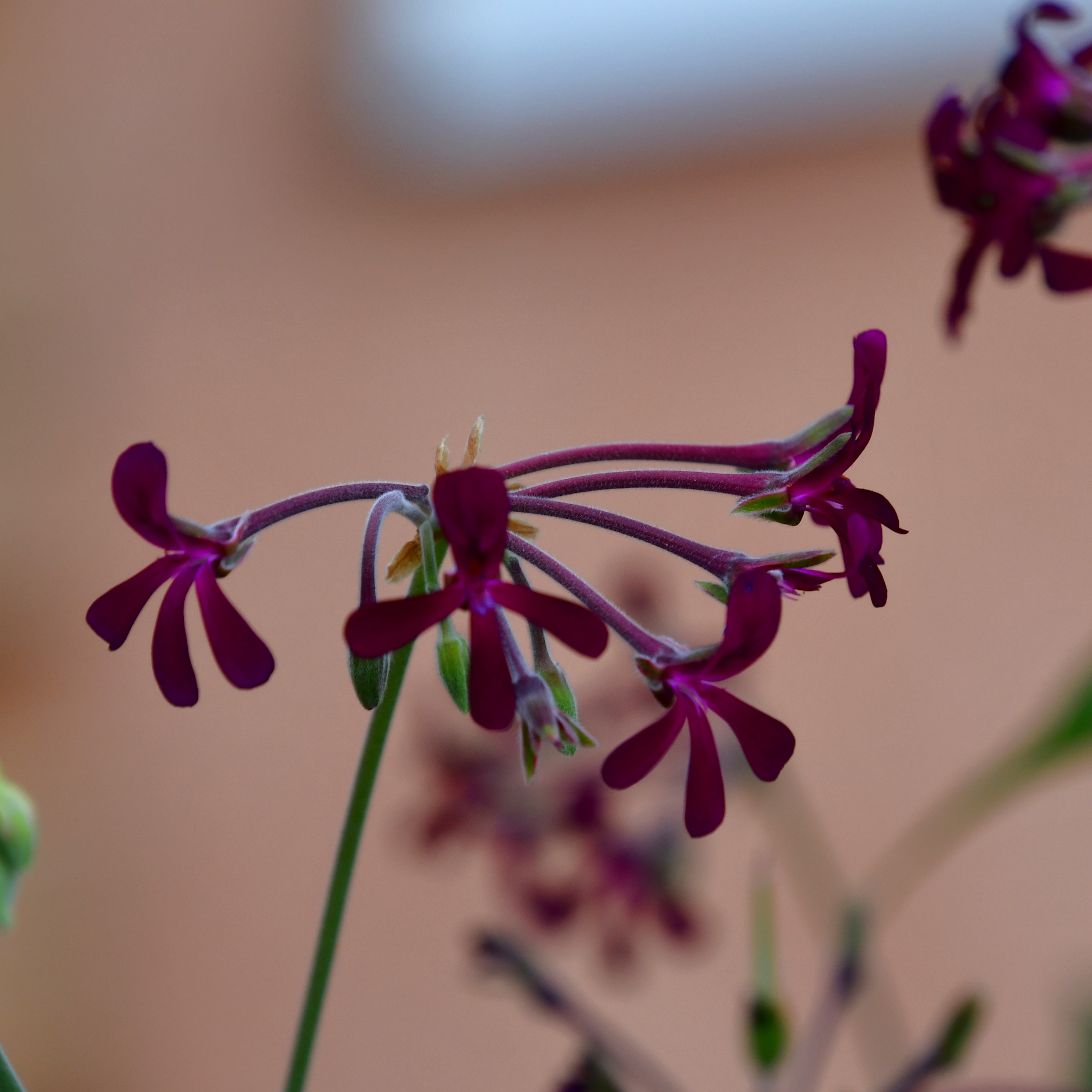 Pelargonium sidoides 1L