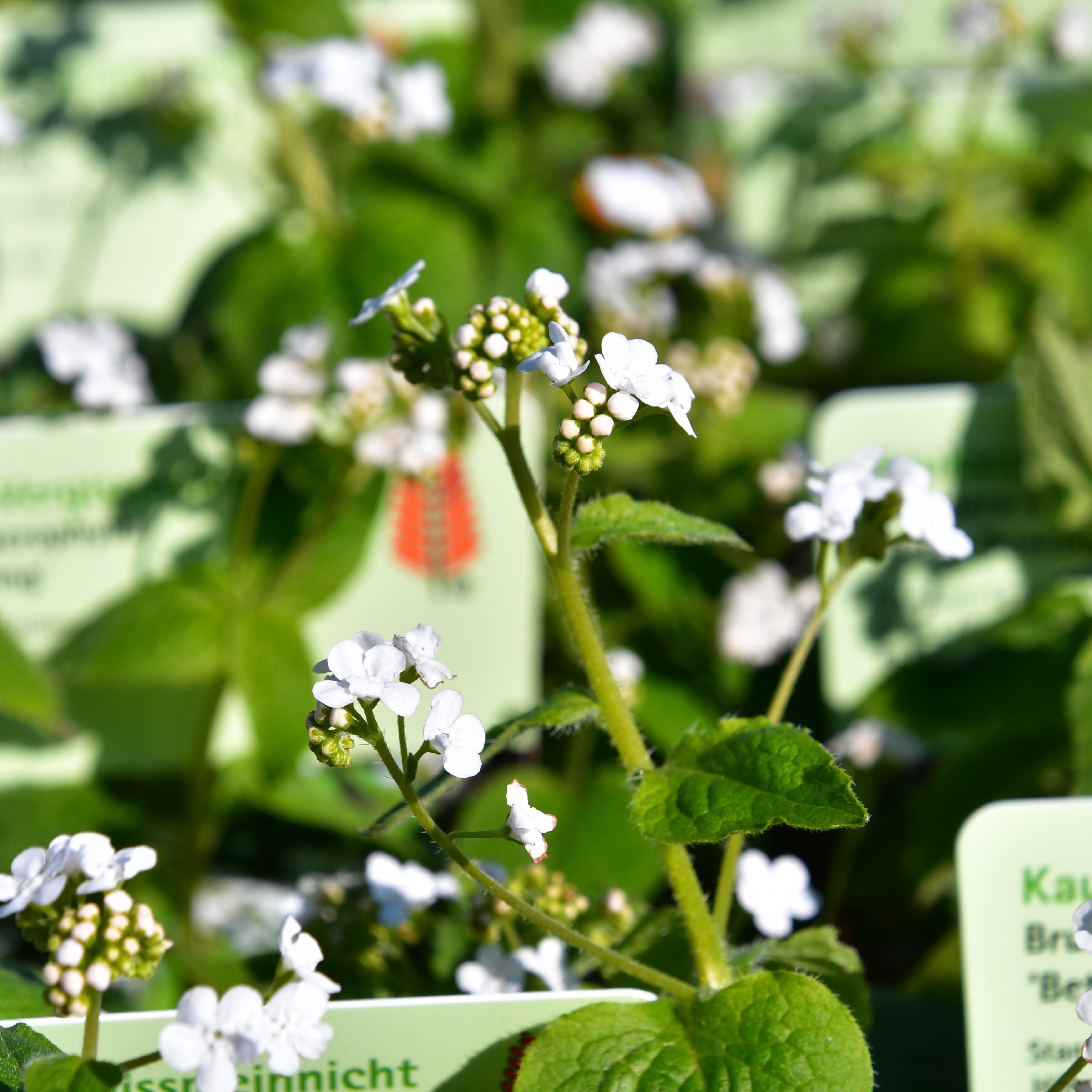 Brunnera macrophylla 'Betty Bowring'