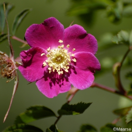 Rosa pendulina (Alpenrose)