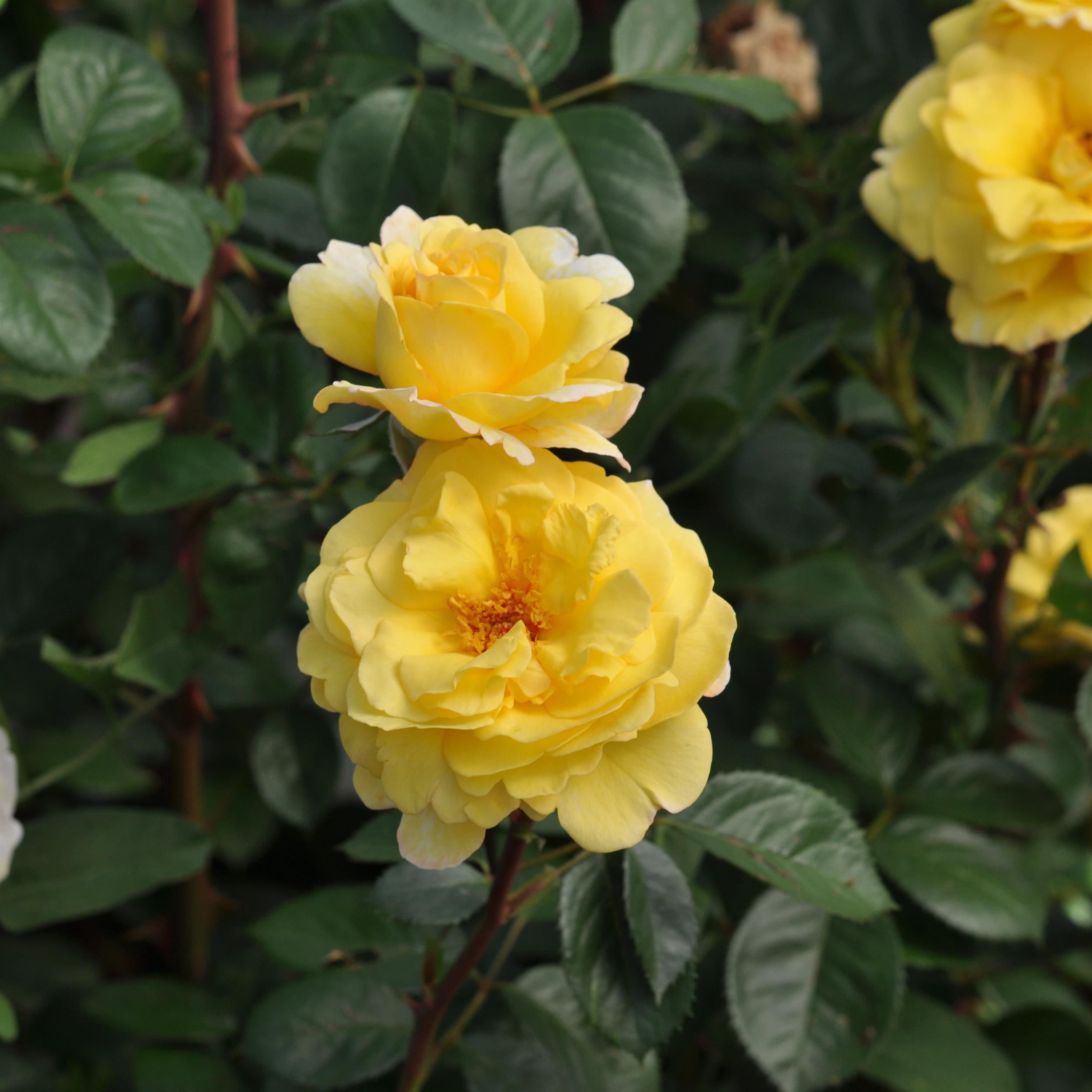 Nadia Zerouali Essbare Rose