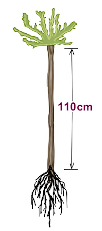 HSWN110CM