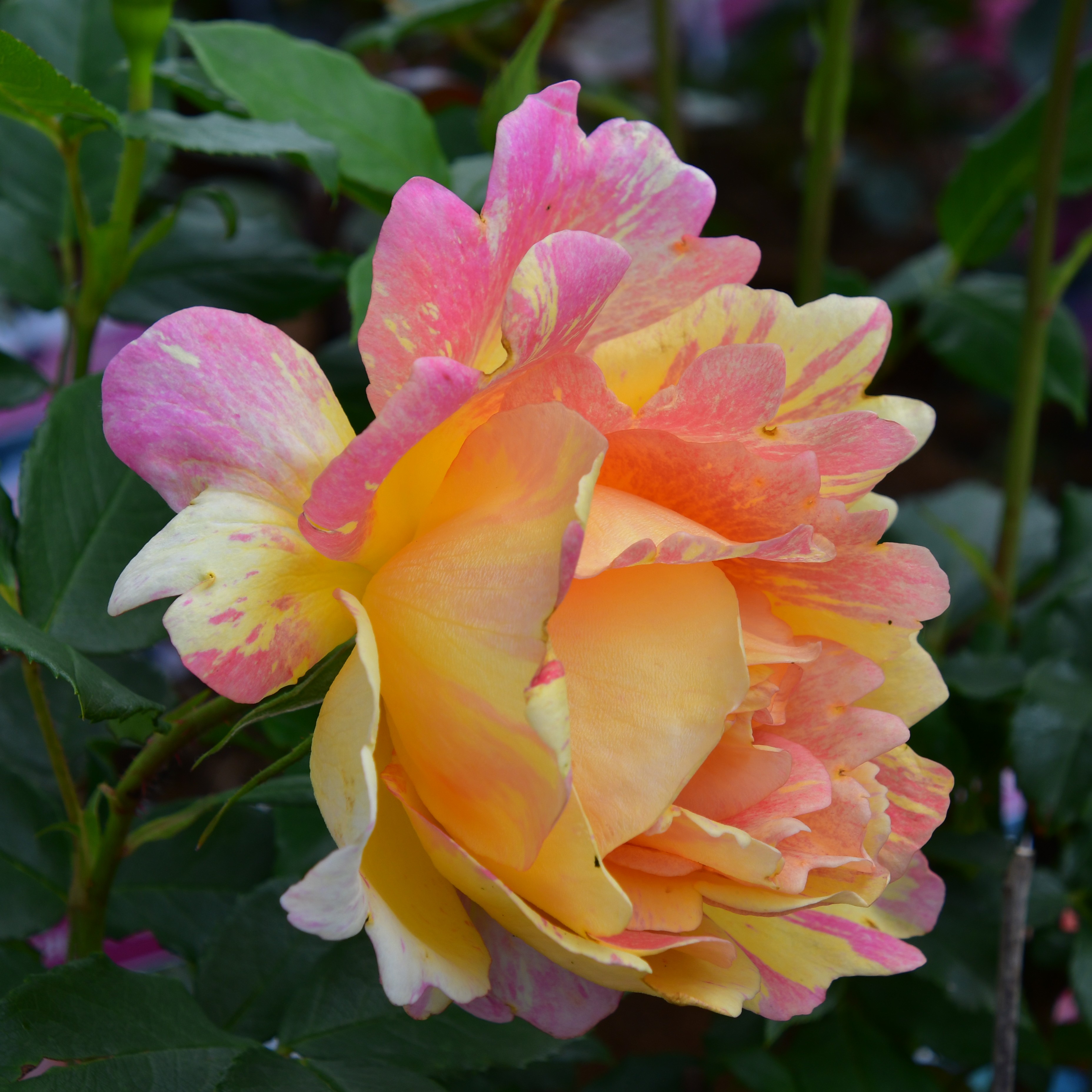 Rose des Cisterciens