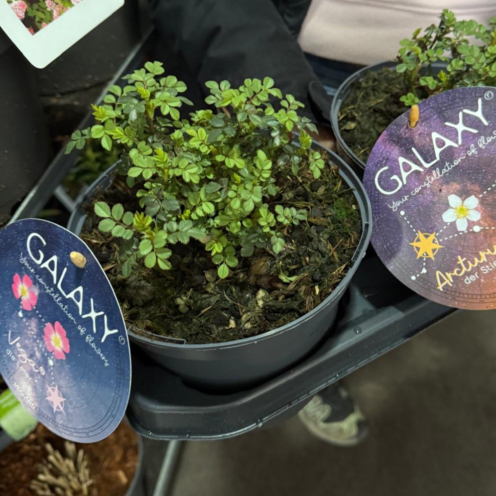 Arcturus Galaxy 2L