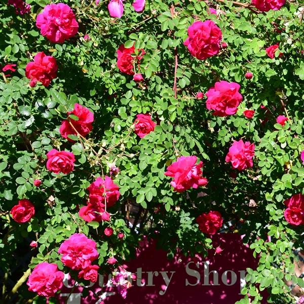 Cerise Bouquet