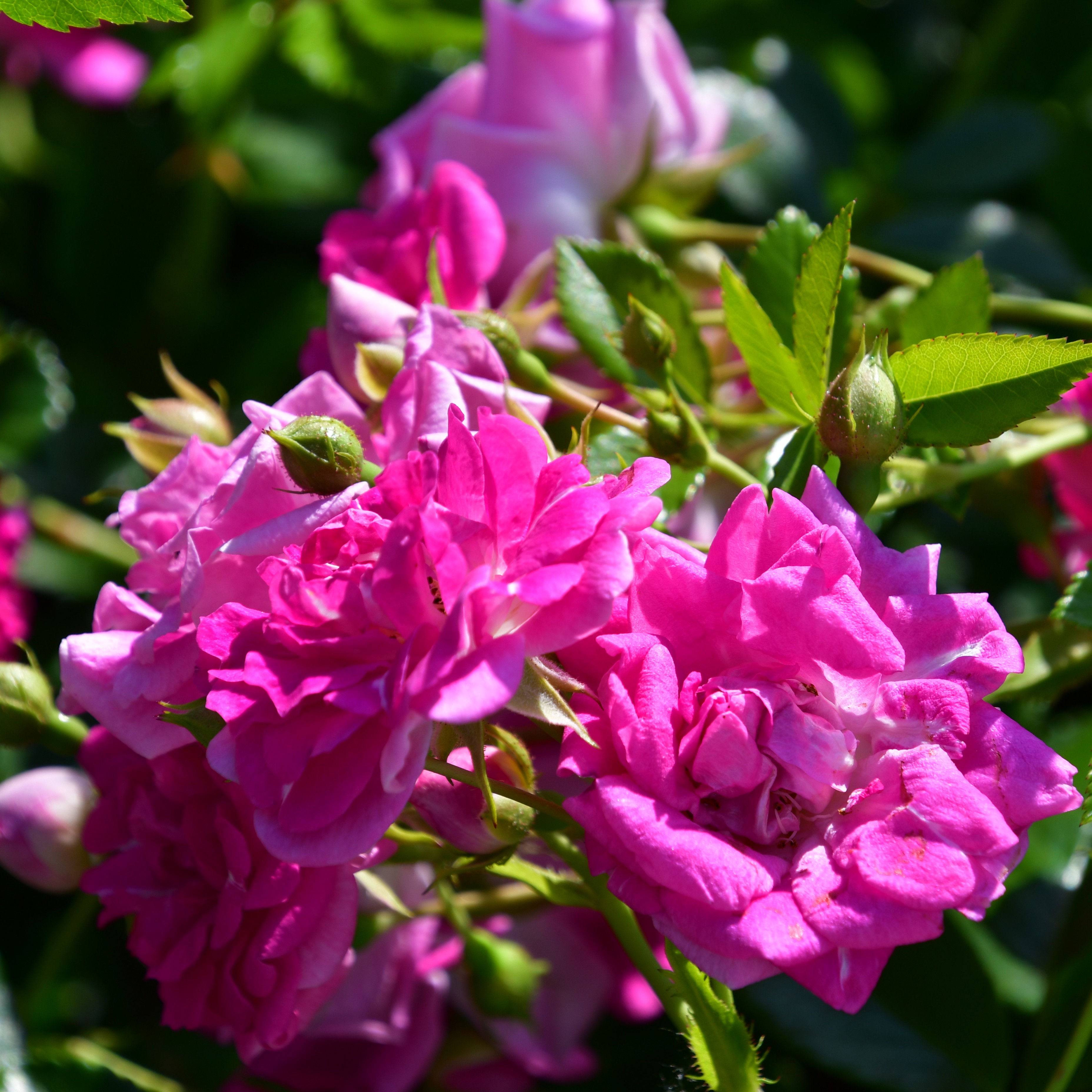 Super Excelsa
